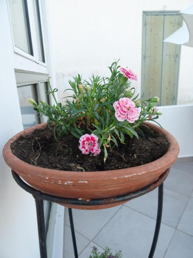 Fotis House *